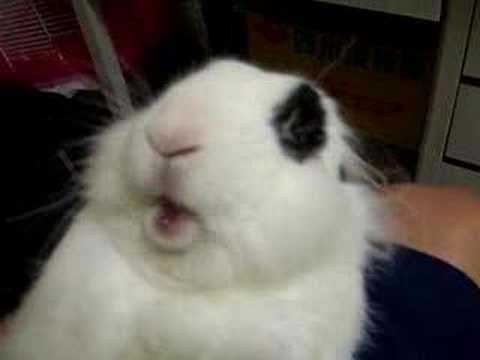 Fatty Fat Fatfat Bunny